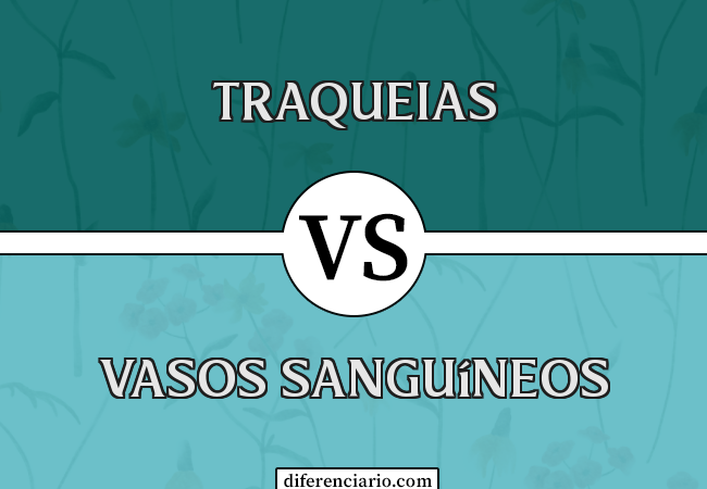 Diferença entre traqueias e vasos sanguíneos