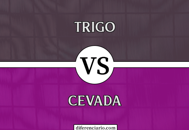 Diferença entre trigo e cevada