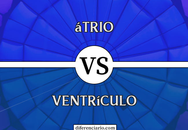 Diferença entre átrio e ventrículo