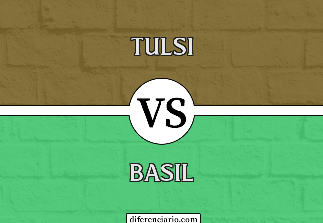 Diferença entre Tulsi e Basil