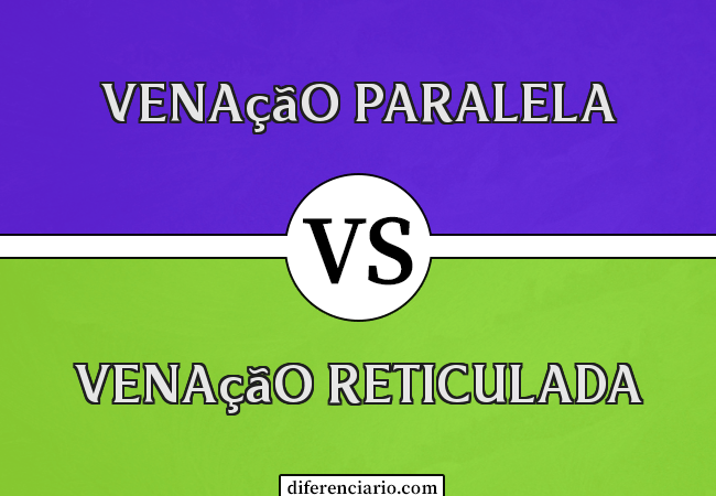 Diferença entre venação paralela e venação reticulada