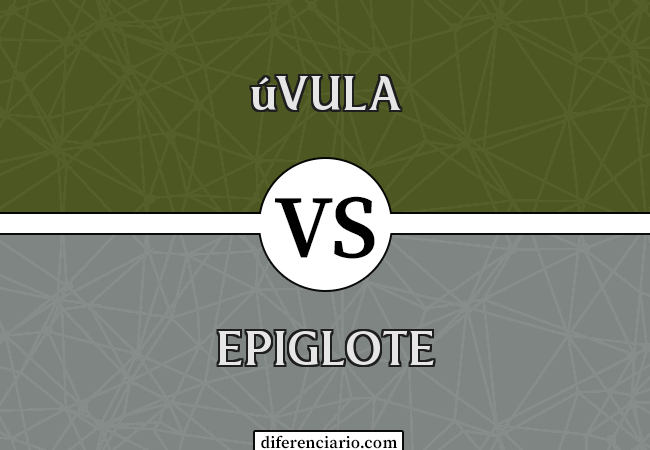 Diferença entre úvula e epiglote