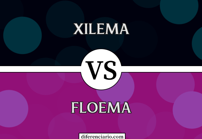 Diferença entre Xilema e Floema