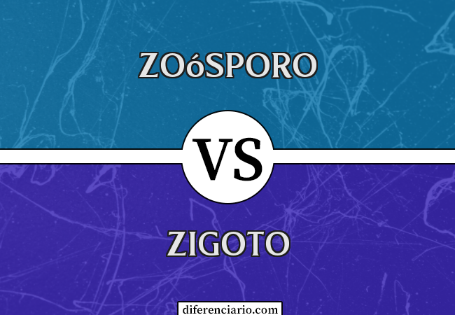 Diferença entre Zoósporo e Zigoto