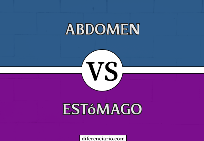 Diferencia entre Abdomen y Estómago