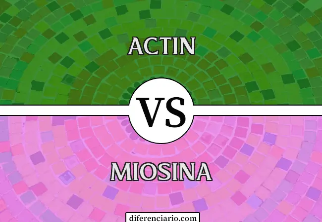 Diferencia entre actina y miosina