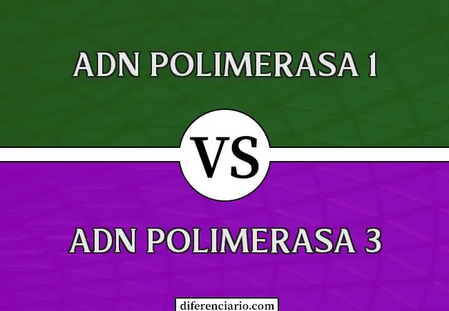 Diferencia entre ADN Polimerasa 1 y ADN Polimerasa 3