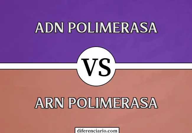 Diferencia entre ADN polimerasa y ARN polimerasa