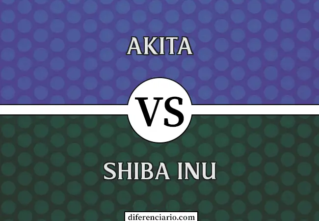 Diferencia entre Akita y Shiba Inu