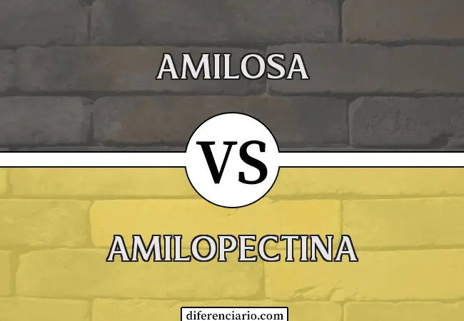 Diferencia entre amilosa y amilopectina