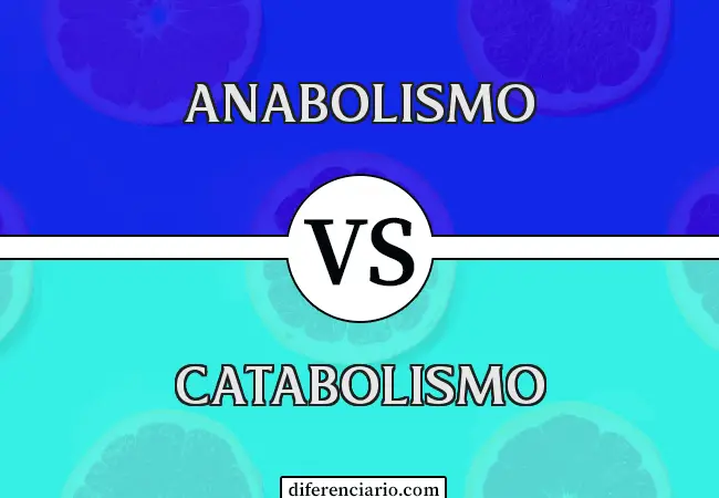 Diferencia entre anabolismo y catabolismo