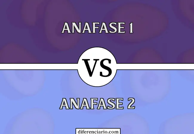 Diferencia entre Anafase 1 y Anafase 2