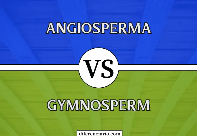 Diferencia entre Angiosperma y Gimnosperma