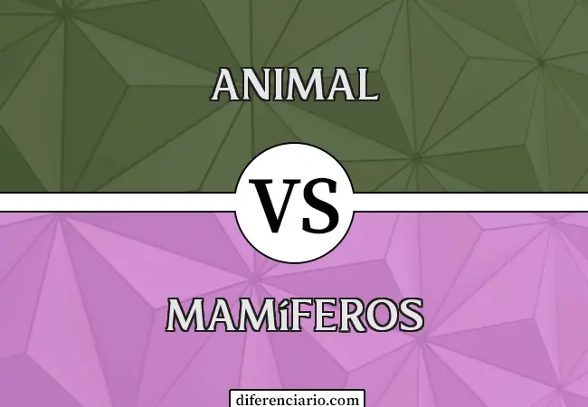 Diferencia entre animal y mamífero