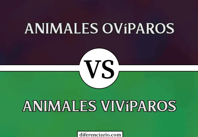 Diferencia entre animales ovíparos y animales vivíparos