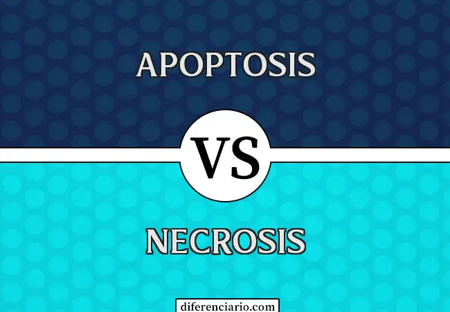 Diferencia entre apoptosis y necrosis