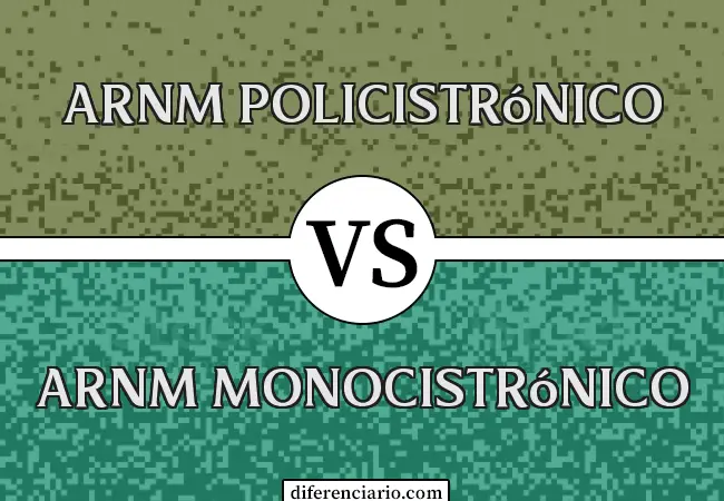 Diferencia entre ARNm policistrónico y ARNm monocistrónico