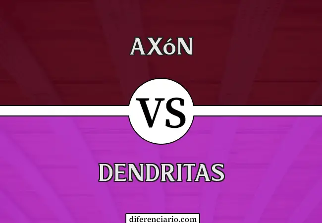 Diferencia entre axón y dendritas
