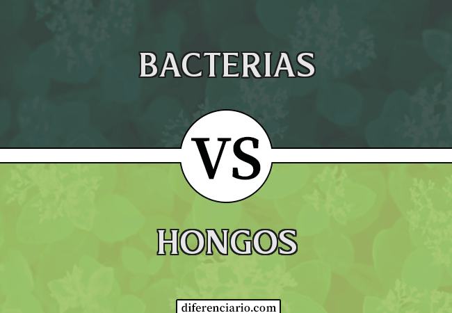 Diferencia entre bacteria y hongo