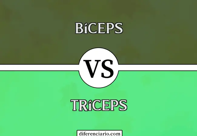 Diferencia entre bíceps y tríceps