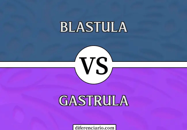 Diferencia entre Blastula y Gastrula