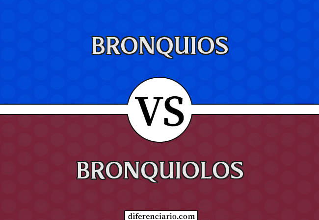 Diferencia entre Bronquios y Bronquiolos
