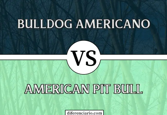 Diferencia entre Bulldog Americano y Pit Bull Americano