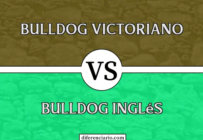 Diferencia entre Bulldog Victoriano y Bulldog Inglés
