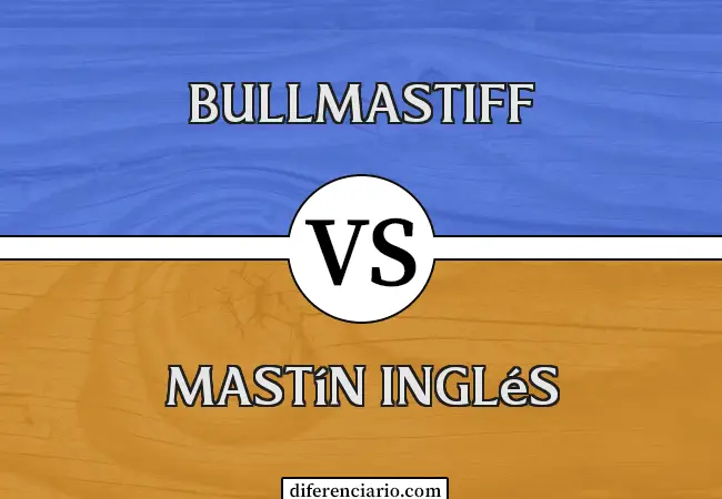 Diferencia entre Bullmastiff y Mastín Inglés