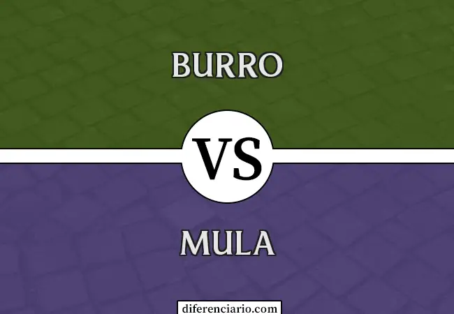 Diferencia entre burro y mula