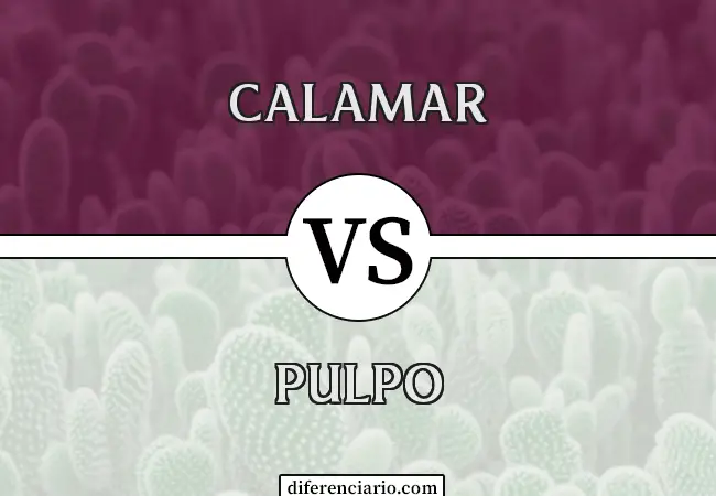 Diferencia entre Calamar y Pulpo