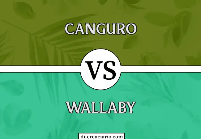 Diferencia entre Canguro y Wallaby