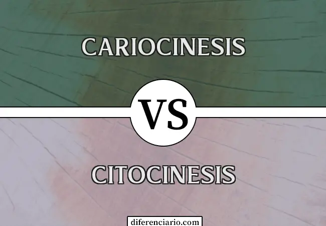 Diferencia entre Cariocinesis y Citocinesis