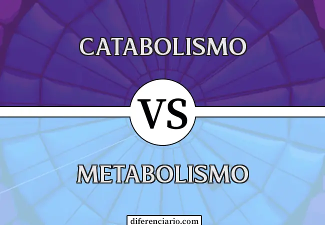 Diferencia entre catabolismo y metabolismo