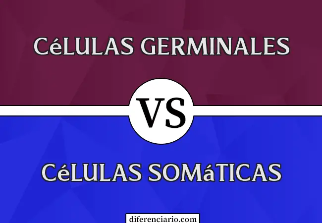 Diferencia entre células germinales y células somáticas