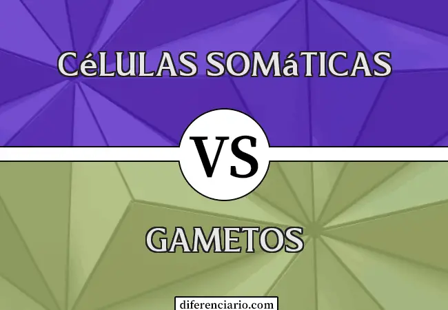 Diferencia entre células somáticas y gametos