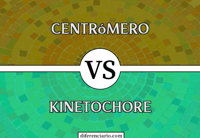 Diferencia entre centrómero y cinetocoro
