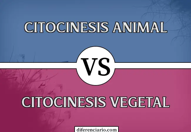 Diferencia entre citocinesis animal y citocinesis vegetal