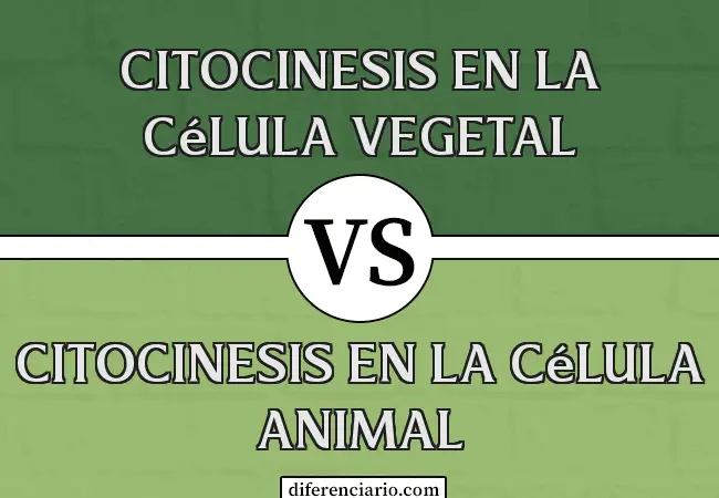 Diferencia entre citocinesis en célula vegetal y citocinesis en célula animal