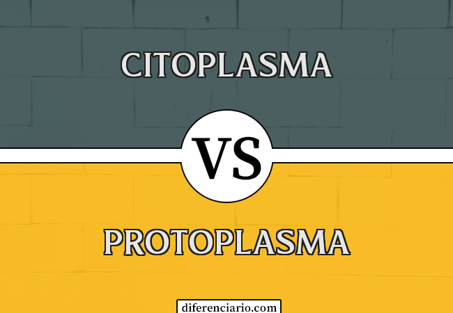 Diferencia entre citoplasma y protoplasma