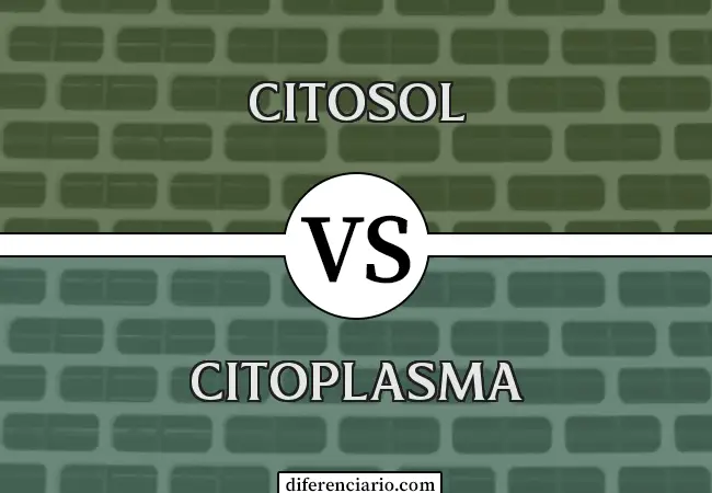 Diferencia entre citosol y citoplasma
