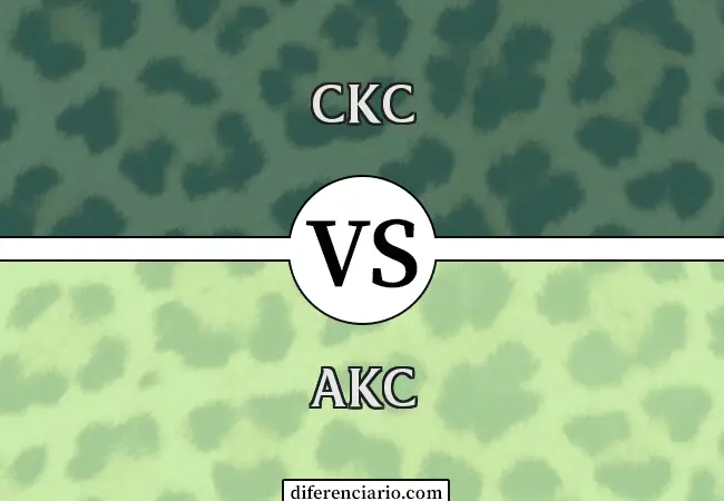 Diferencia entre CKC y AKC