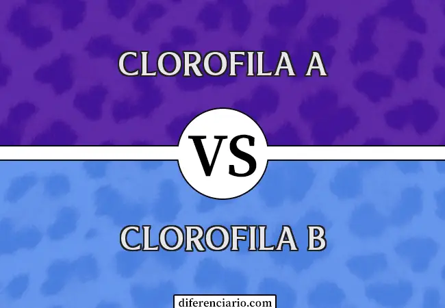 Diferencia entre clorofila A y clorofila B