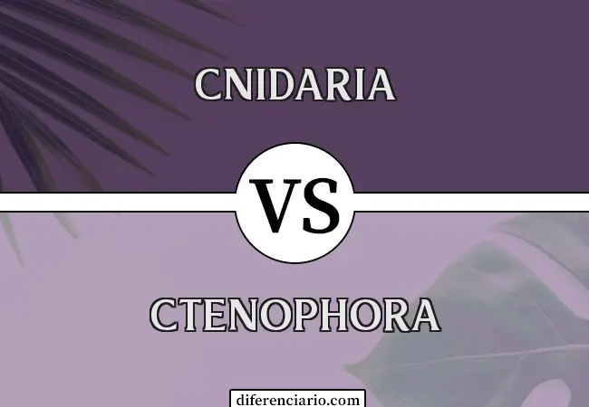 Diferencia entre Cnidaria y Ctenophora