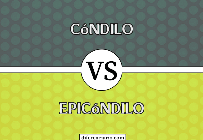 Diferencia entre Cóndilo y Epicóndilo