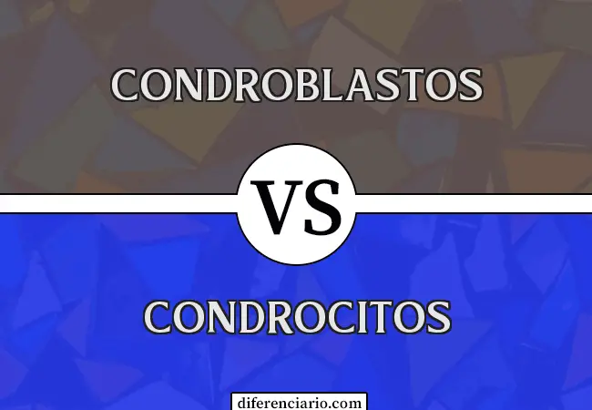 Diferencia entre condroblastos y condrocitos