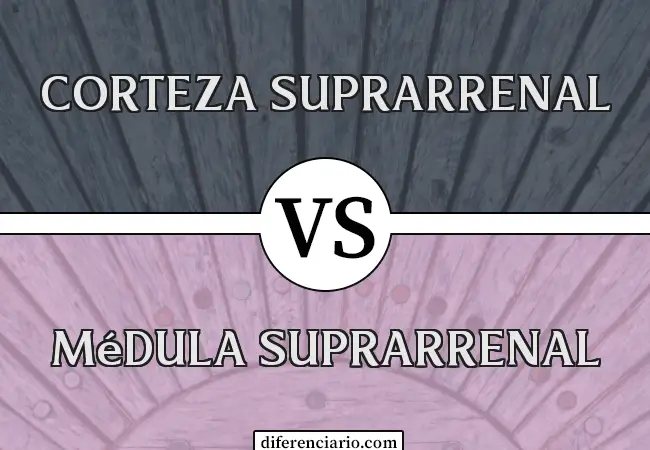Diferencia entre corteza suprarrenal y médula suprarrenal