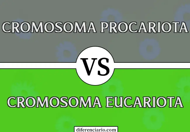Diferencia entre cromosoma procariota y cromosoma eucariota