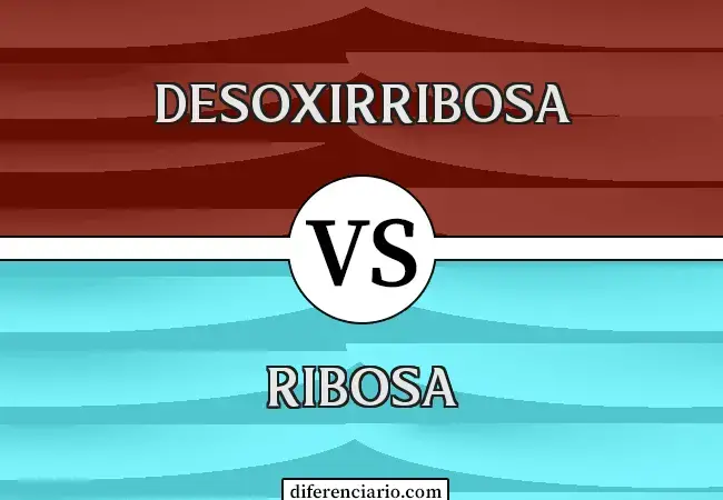 Diferencia entre desoxirribosa y ribosa