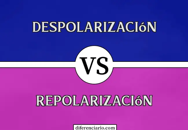 Diferencia entre despolarización y repolarización